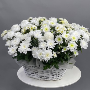 Композиция в корзине из микса хризантем в Люберцах