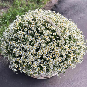 Композиция в корзине из 151 ромашки в Люберцах