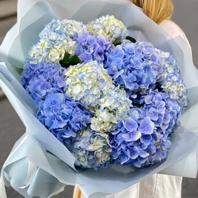 Букет из голубых Голландских и Колумбийских гортензий в Люберцах
