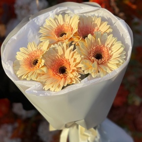 Букет из 5 персиковых гербер в Люберцах