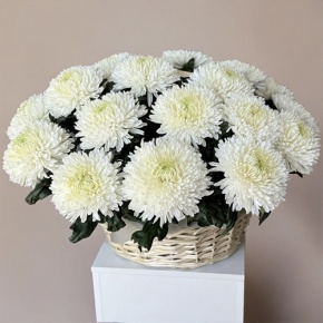 Композиция в корзине из 25 хризантем Магнум в Люберцах