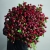 Монобукет из 75 кустовых роз Марун (70 см) в Люберцах