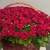 Композиция в корзине из 151 красной розы в Люберцах Композиция в корзине из 151 красной розы в Люберцах