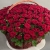 Композиция в корзине из 151 красной розы в Люберцах Композиция в корзине из 151 красной розы в Люберцах