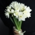 Букет из 25 нарциссов в Люберцах Букет из 25 нарциссов в Люберцах