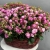 Композиция в корзине из 51 кустовой пионовидной розы в Люберцах Композиция в корзине из 51 кустовой пионовидной розы в Люберцах